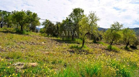 Beas de GranadaTerreno, immagine 3