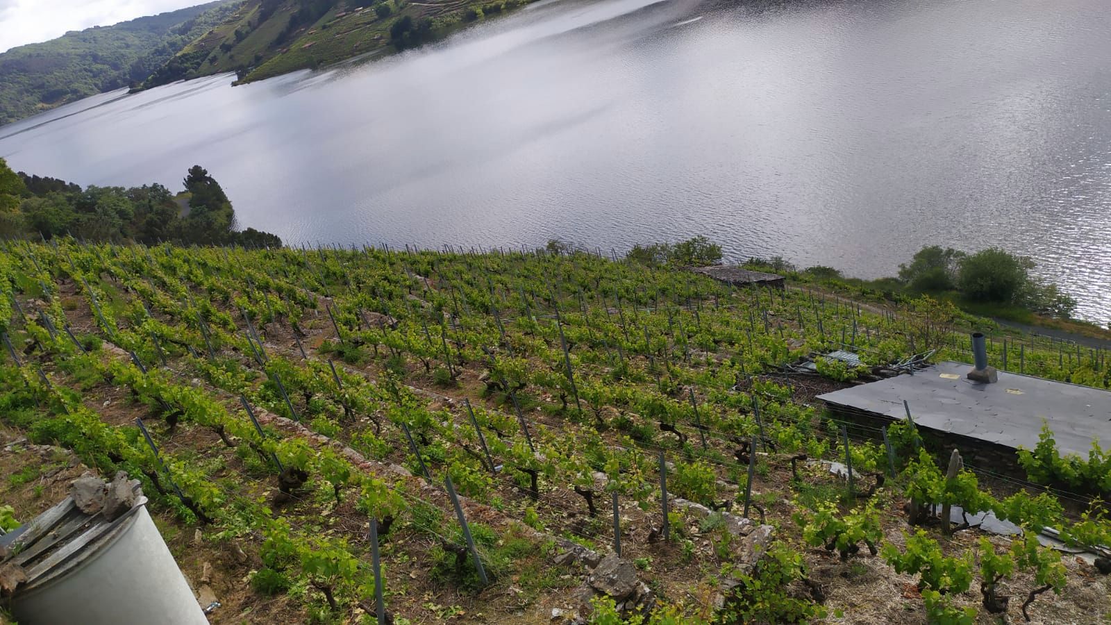 Finca rústica en venda en O Saviñao 
