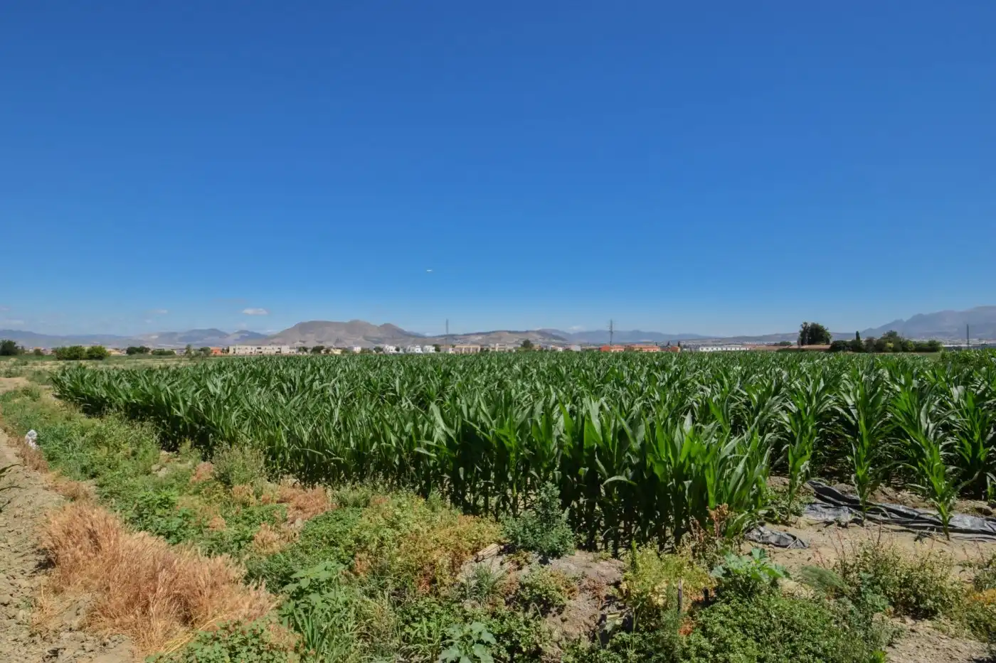 Finca rústica en venta en Cúllar Vega