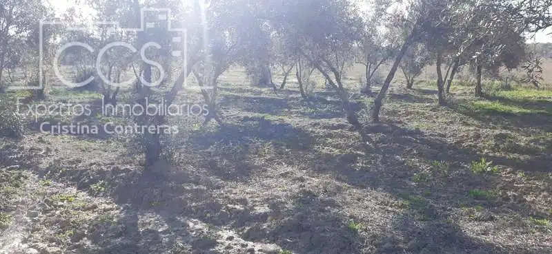 Terreni e lotti in vendita a Almonte ciudad, imagen 16