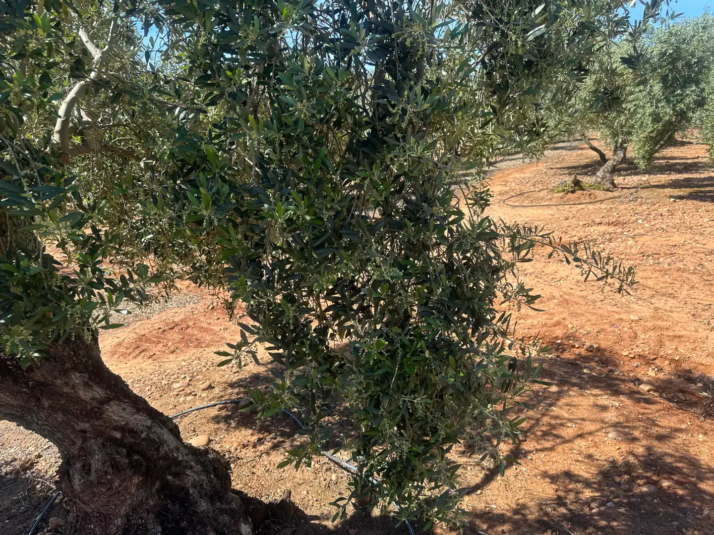 Garden of Land for sale in Villanueva de la Reina