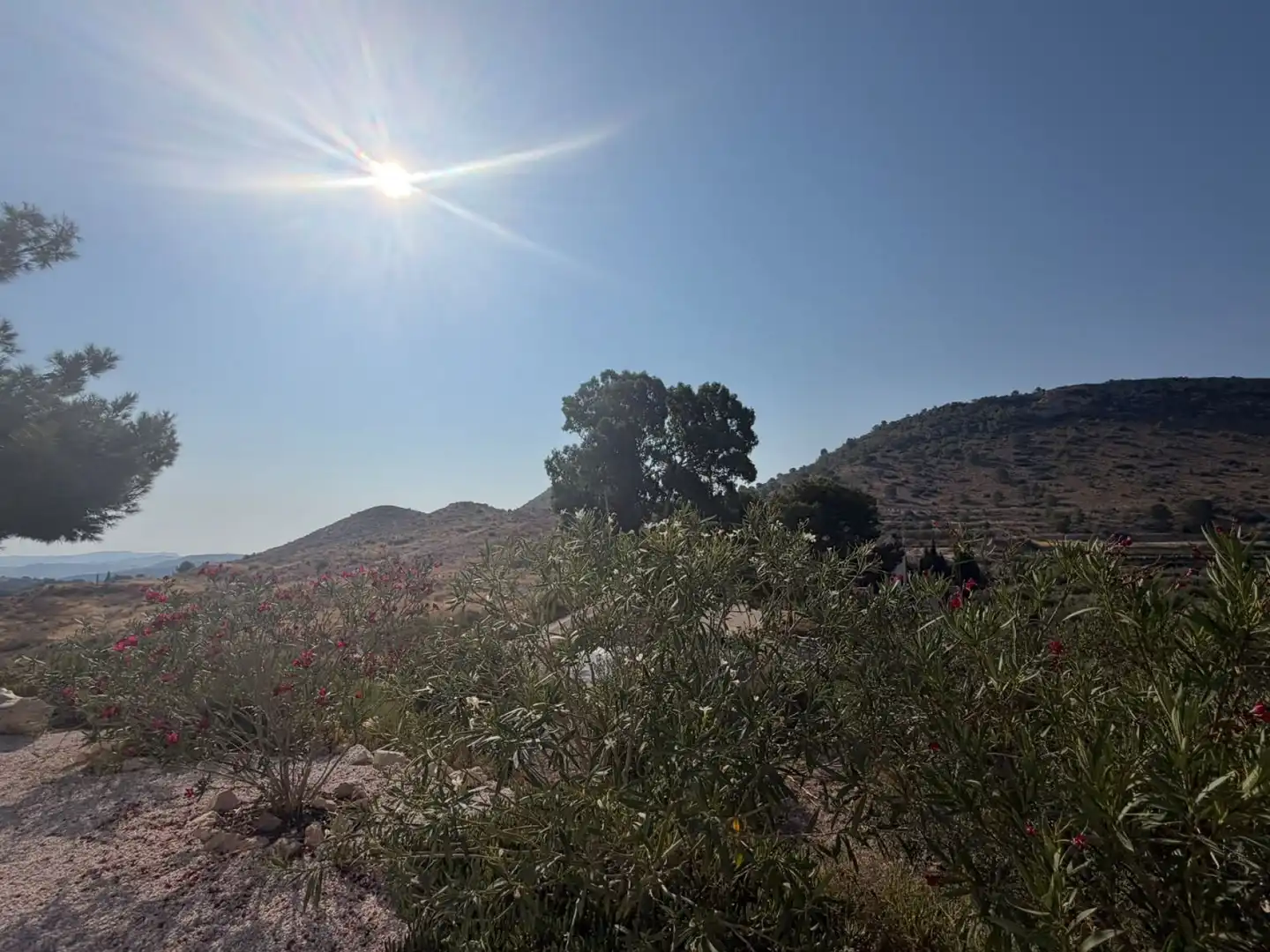Finca rústica en venta en Aspe