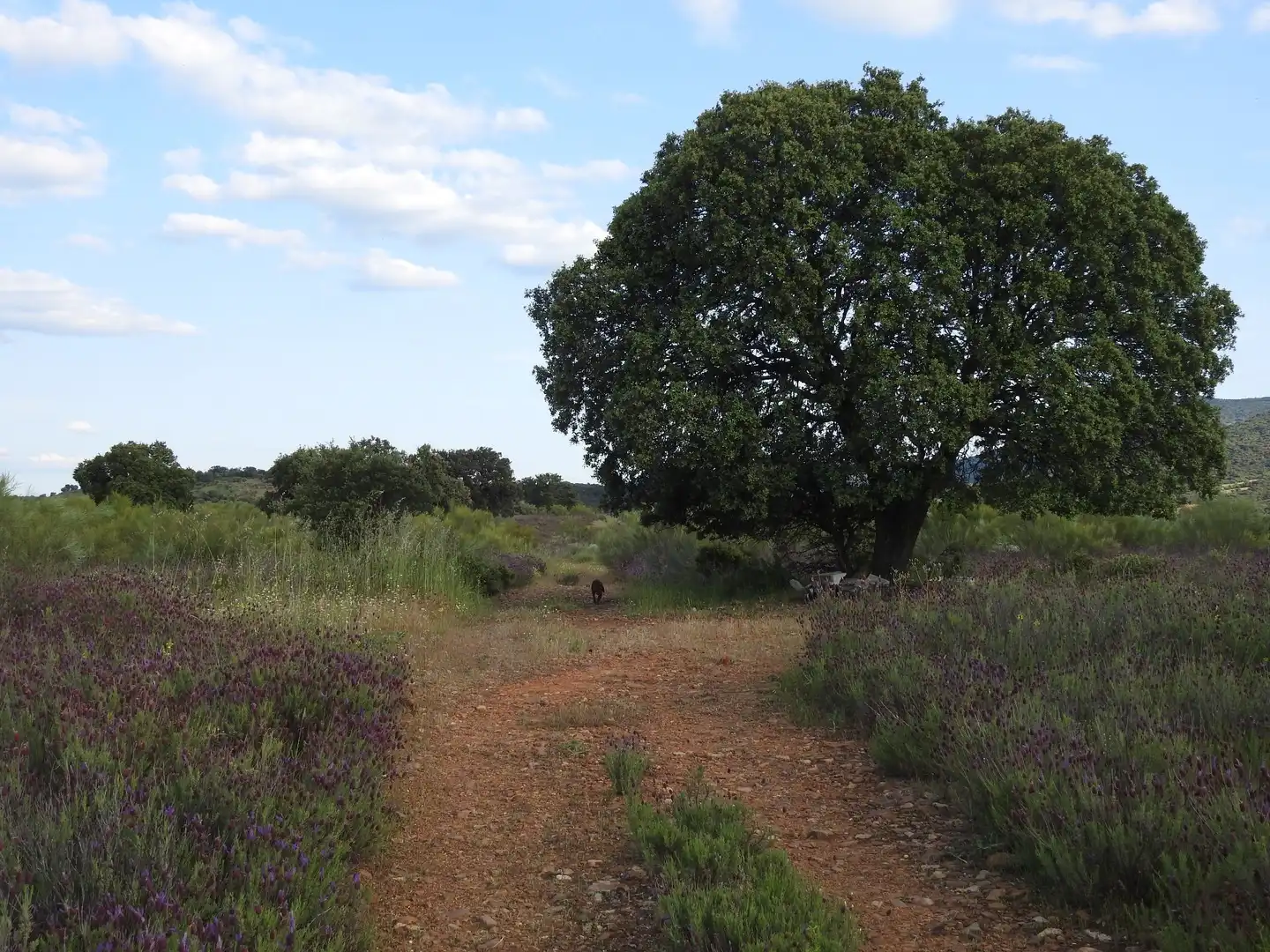 Land for sale in Belvís de la Jara