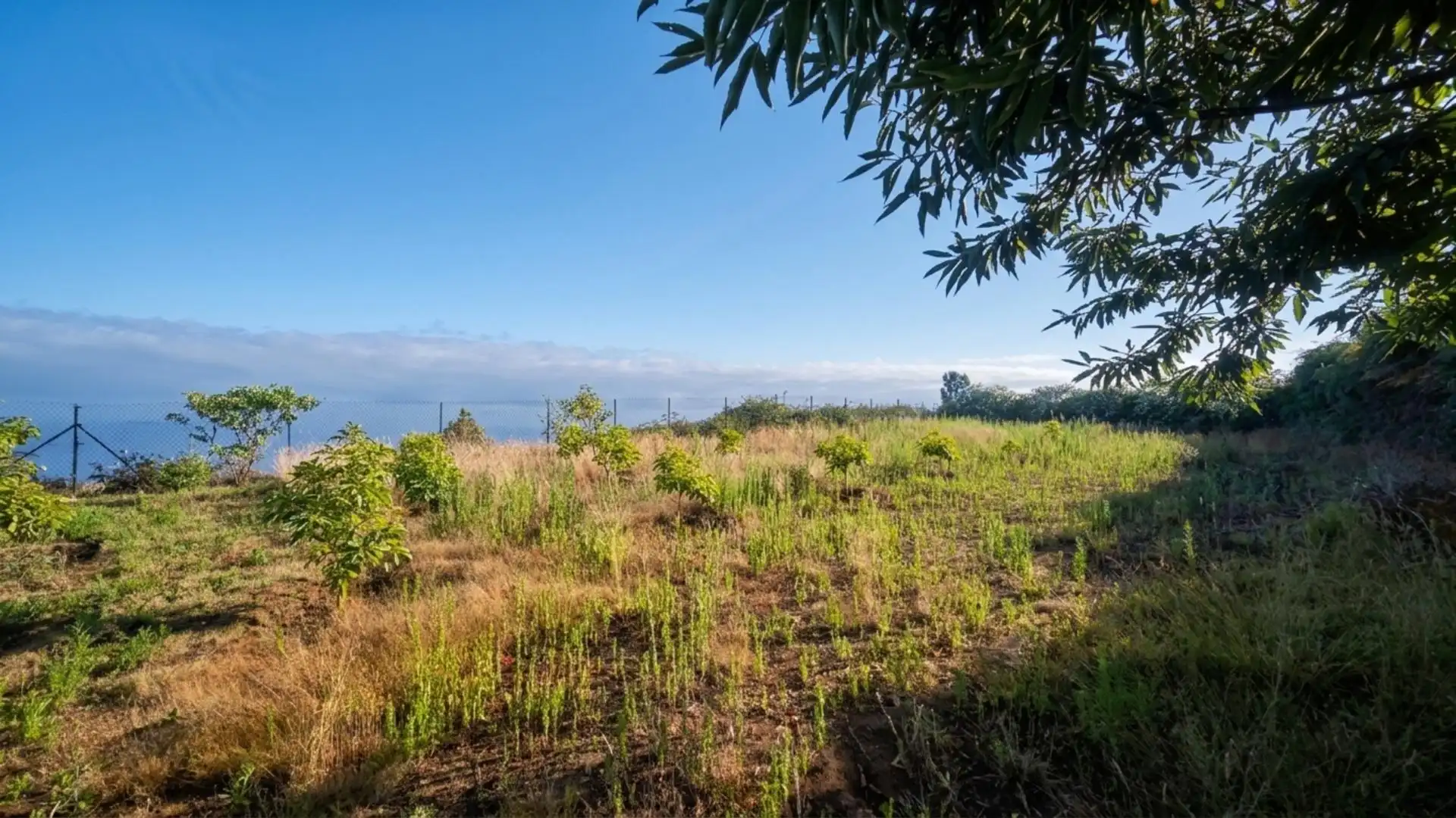 Finca rústica en venda en Los Realejos