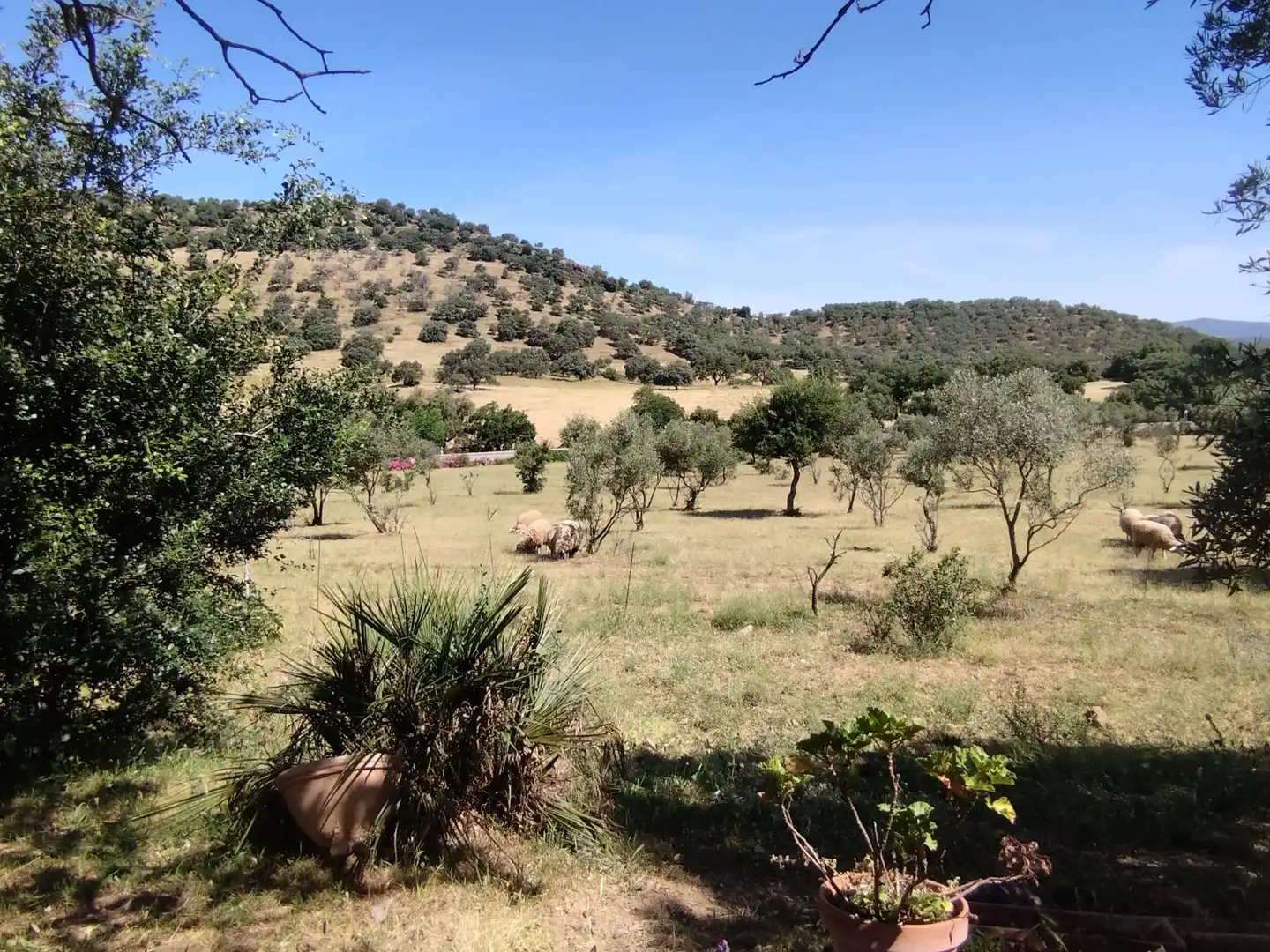 Finca rústica en venda en Almadén de la Plata amb Jardí privat