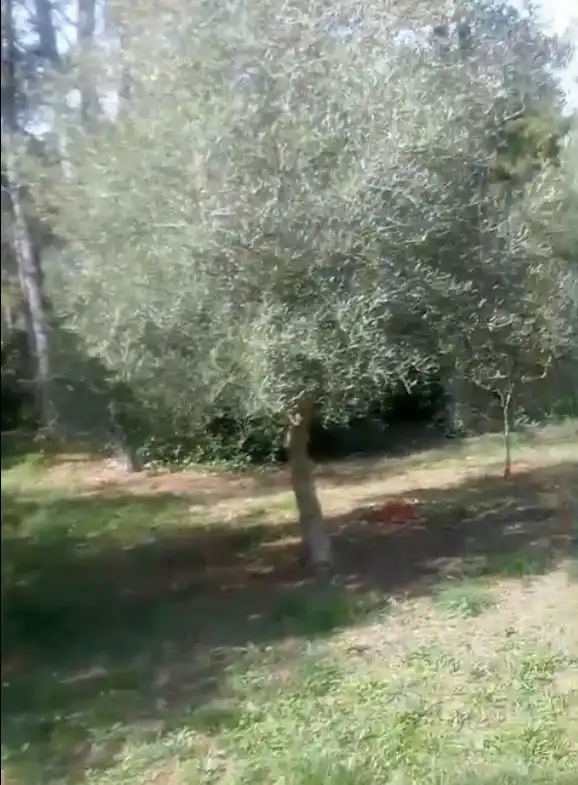 Maison rustique à vendre à Partida les Foyes, imagen 10