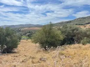 Land for sale in Monda