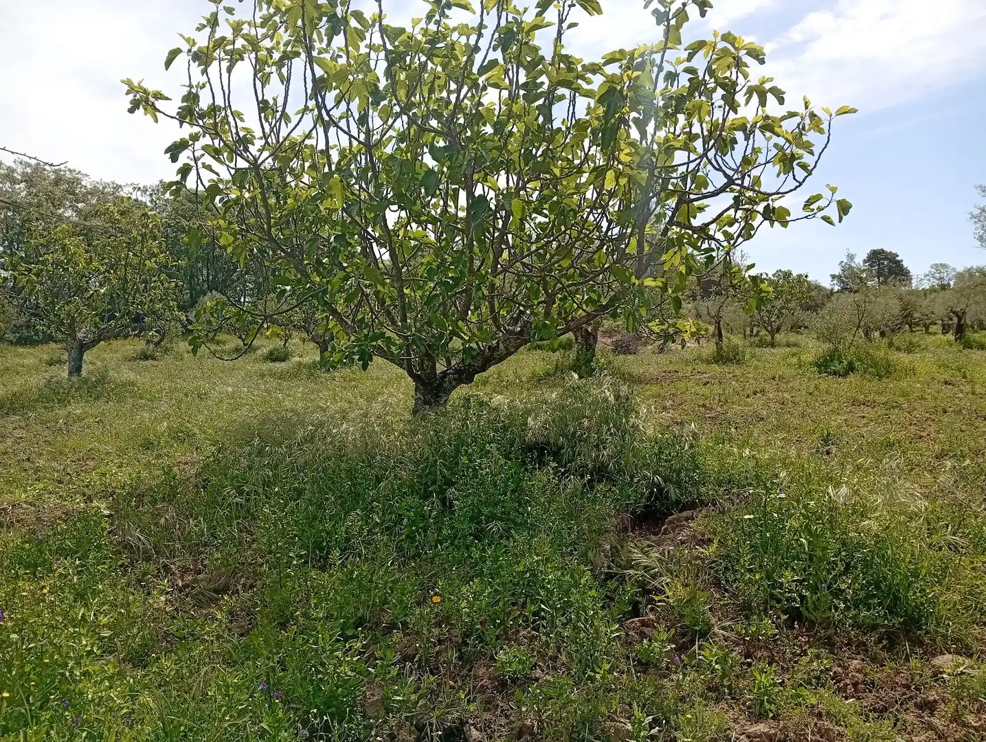 Terreni e lotti in vendita a Villanueva de la Vera, imagen 33