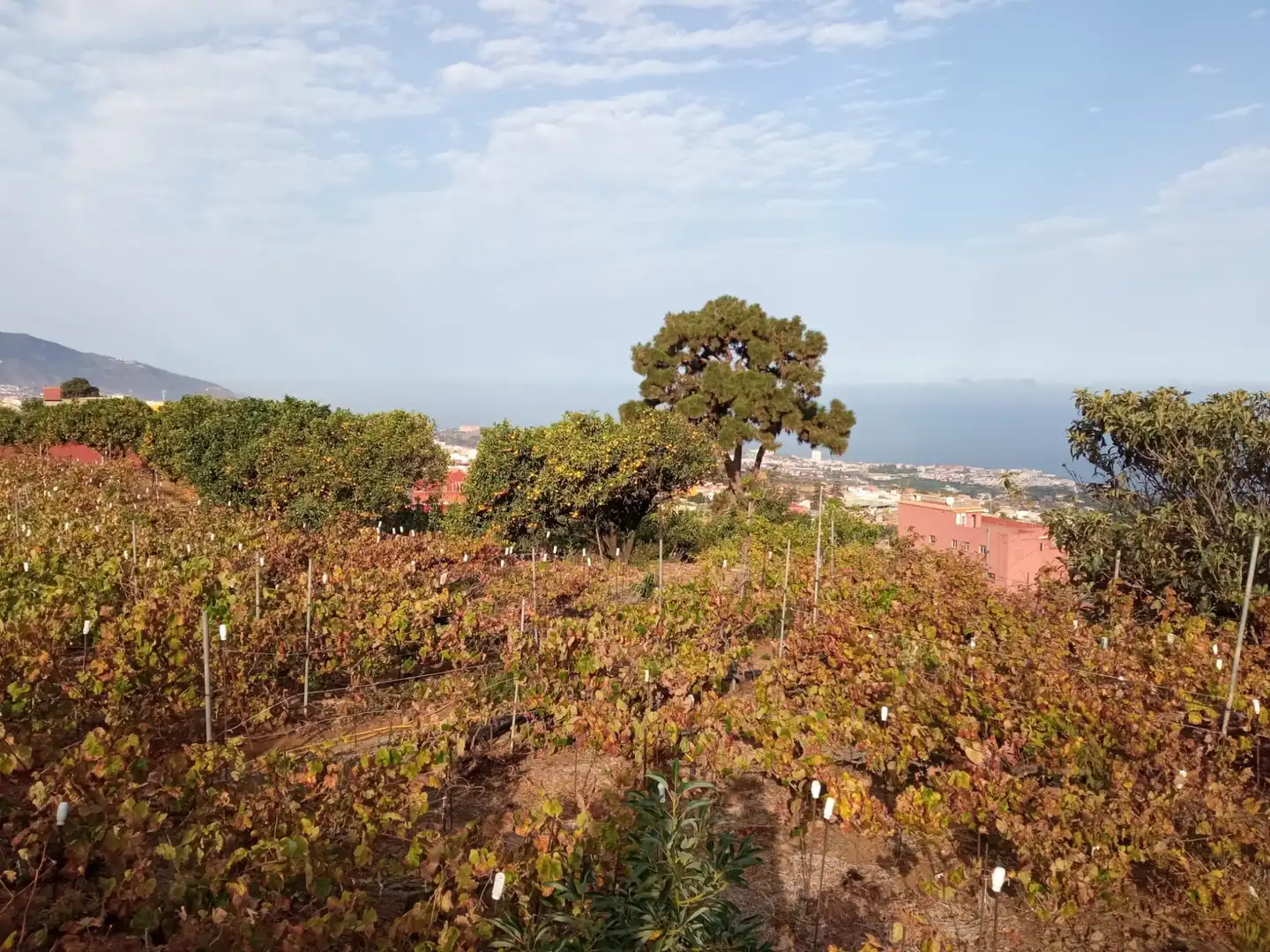 Terreno rustico in vendita a Las Cuevas - Los Gómez, imagen 4