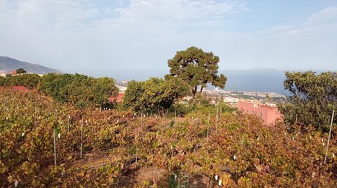 venta finca camino los gómez, la orotava, imatge 4