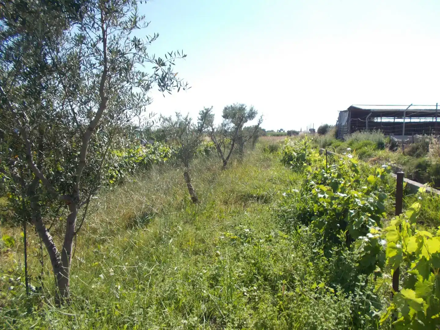 Casa o xalet en venda en La Garrovilla 