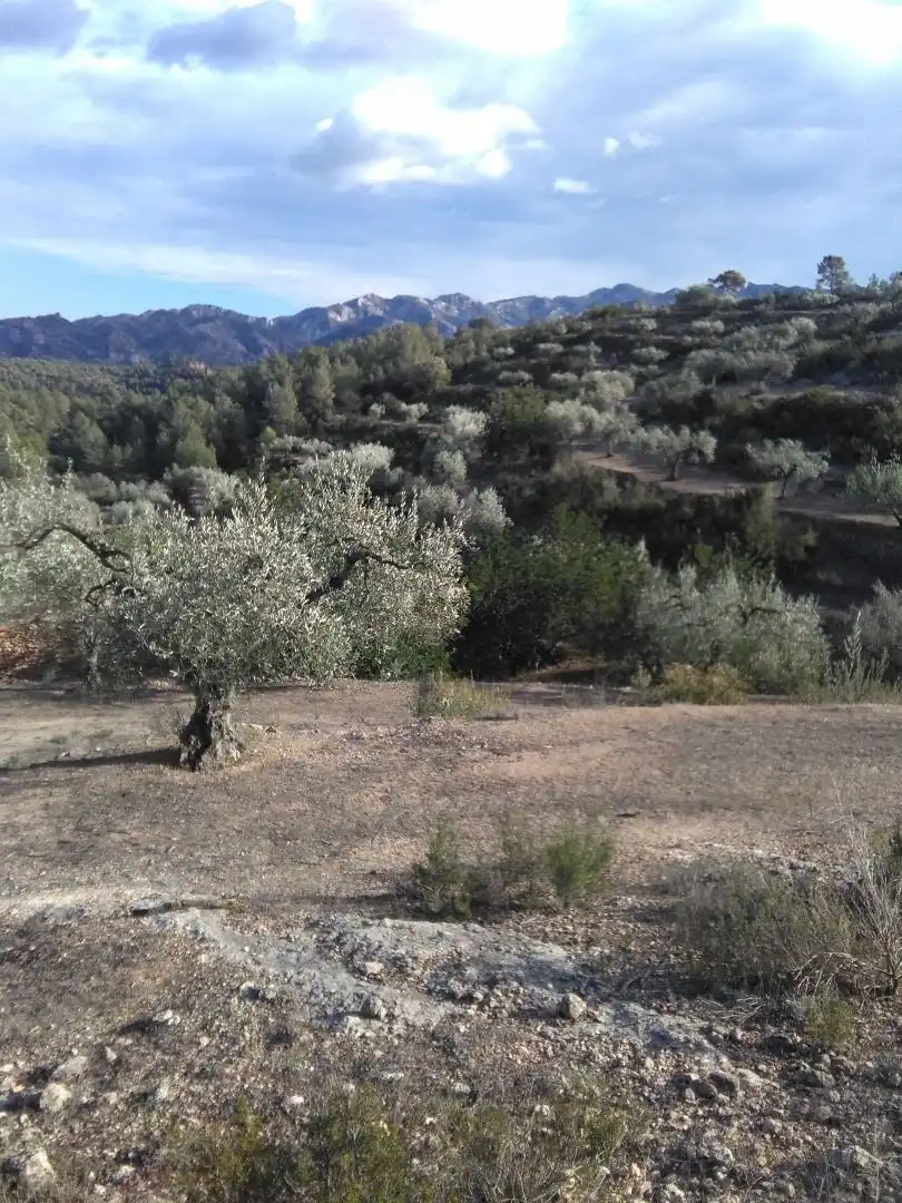 Garden of Country homes for sale in El Pinell de Brai