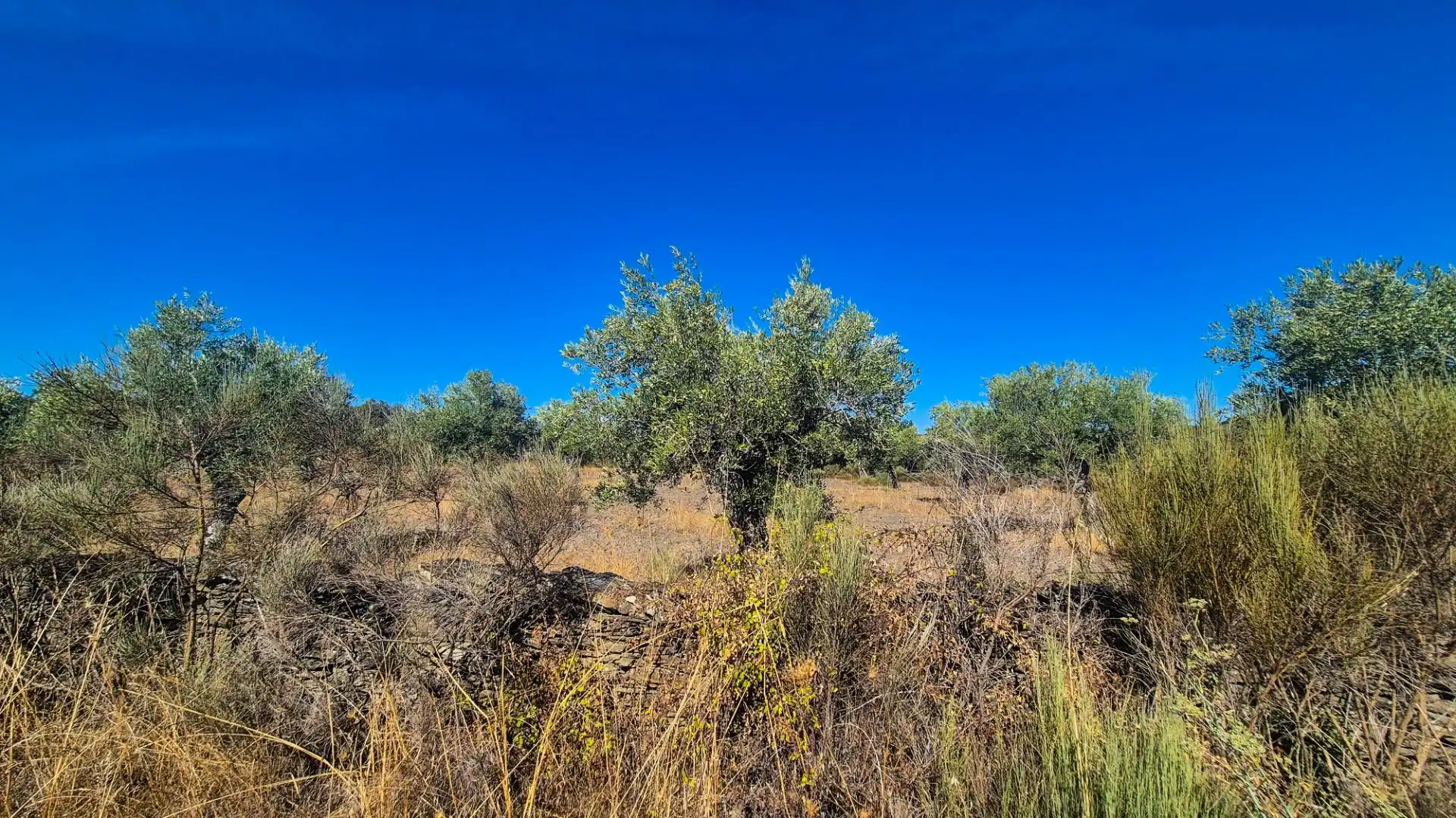 Land for sale in Ahigal de los Aceiteros, Salamanca