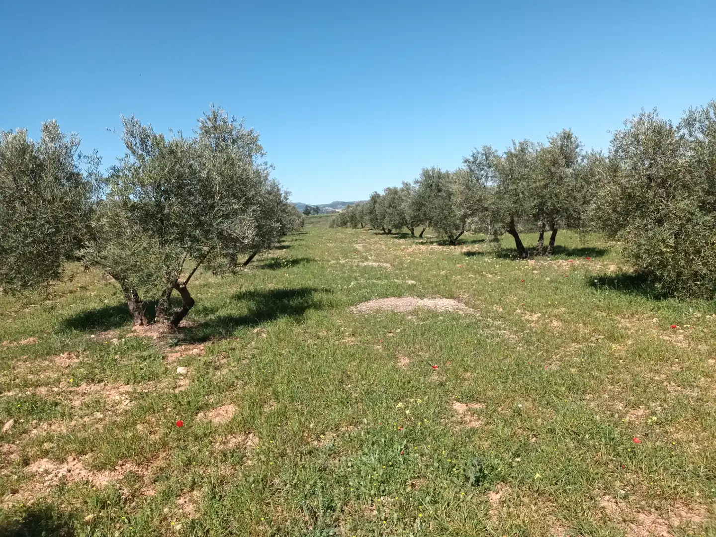 Land for sale in Alcaraz