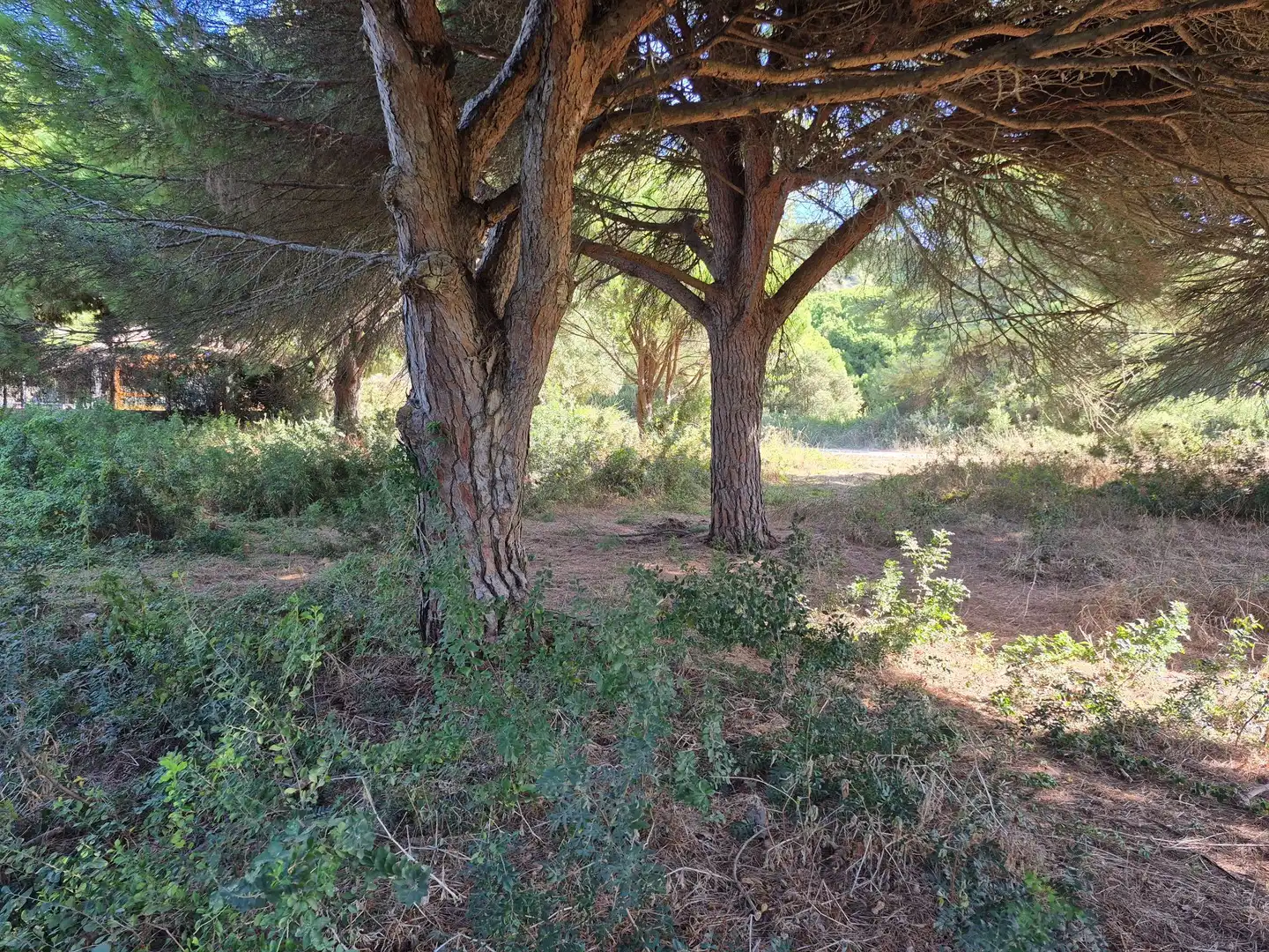 Terreno rustico in vendita a Los Caños de Meca, imagen 6