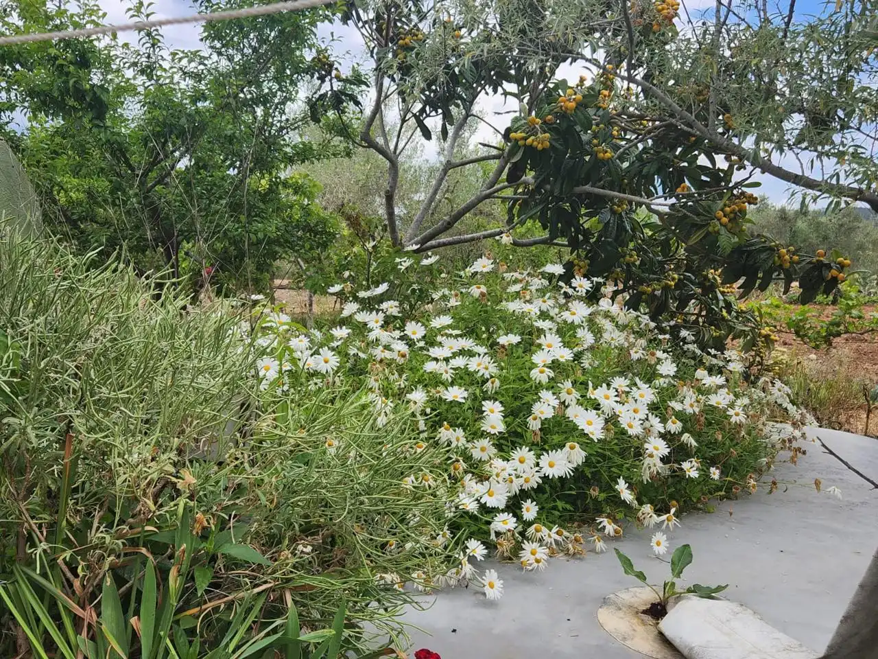 Casa rustica con giardino in vendita a Burgà, imagen 20