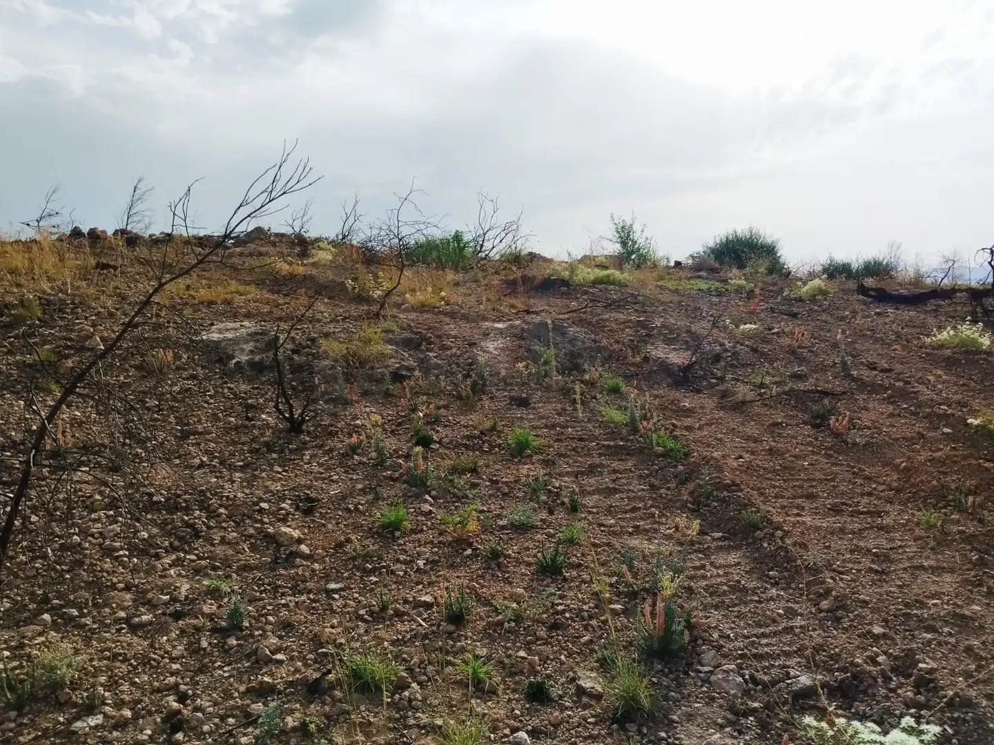 Terrain rustique à vendre à Xerta, imagen 11