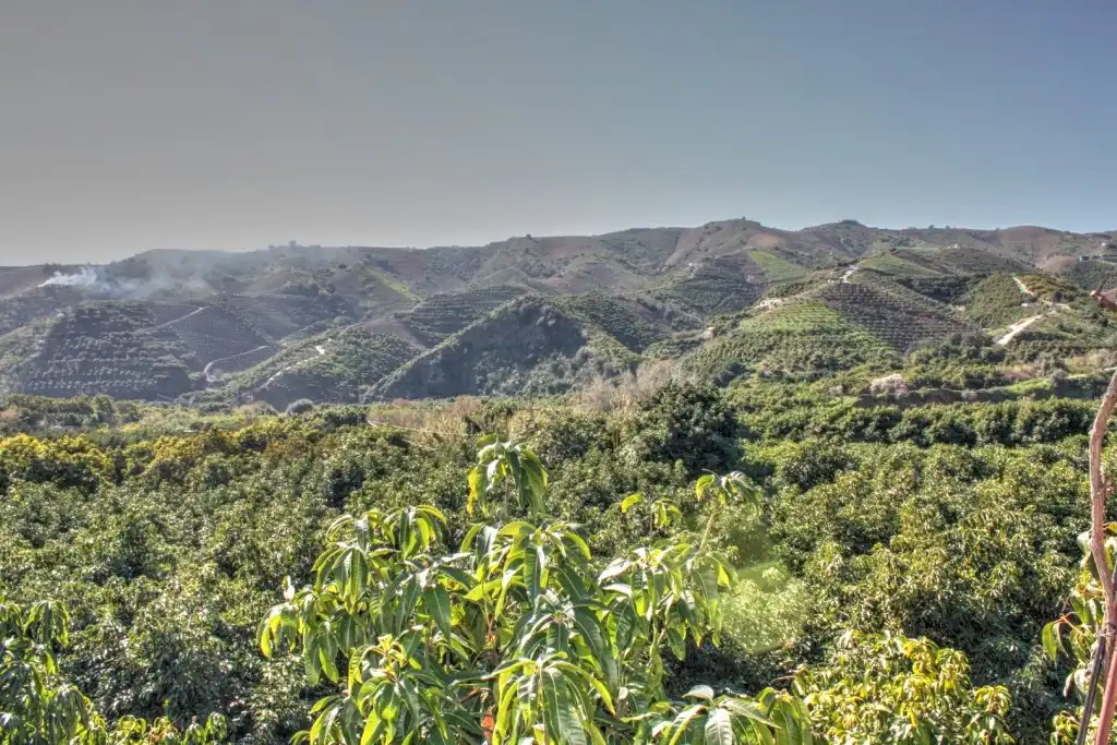 Vista exterior de Finca rústica en venta en Benamargosa con Aire acondicionado, Jardín privado y Terraza