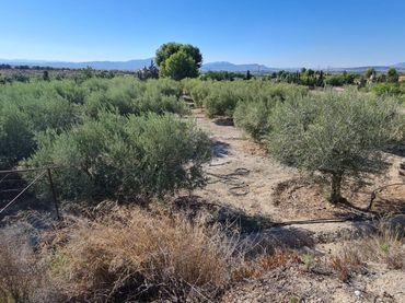 Terreno rustico in vendita a La Alcayna