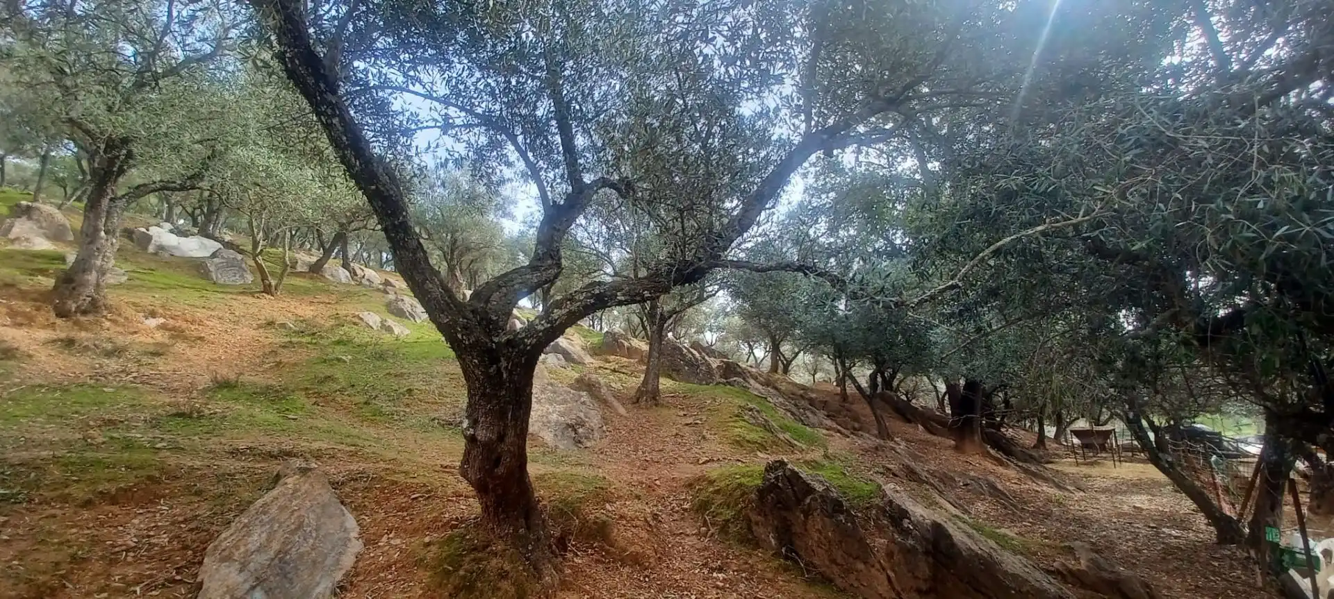 Terreni e lotti in vendita a Constantina, imagen 6