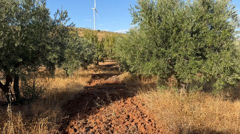 Finca de olivos en Padul