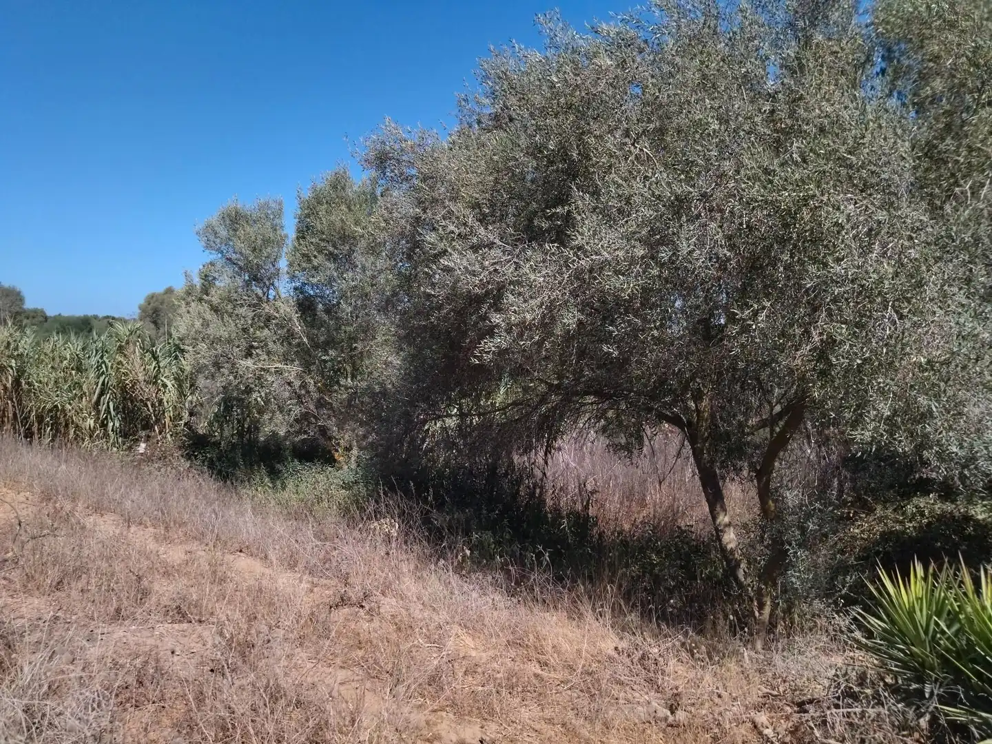 Terreno en venta en Vejer de la Frontera