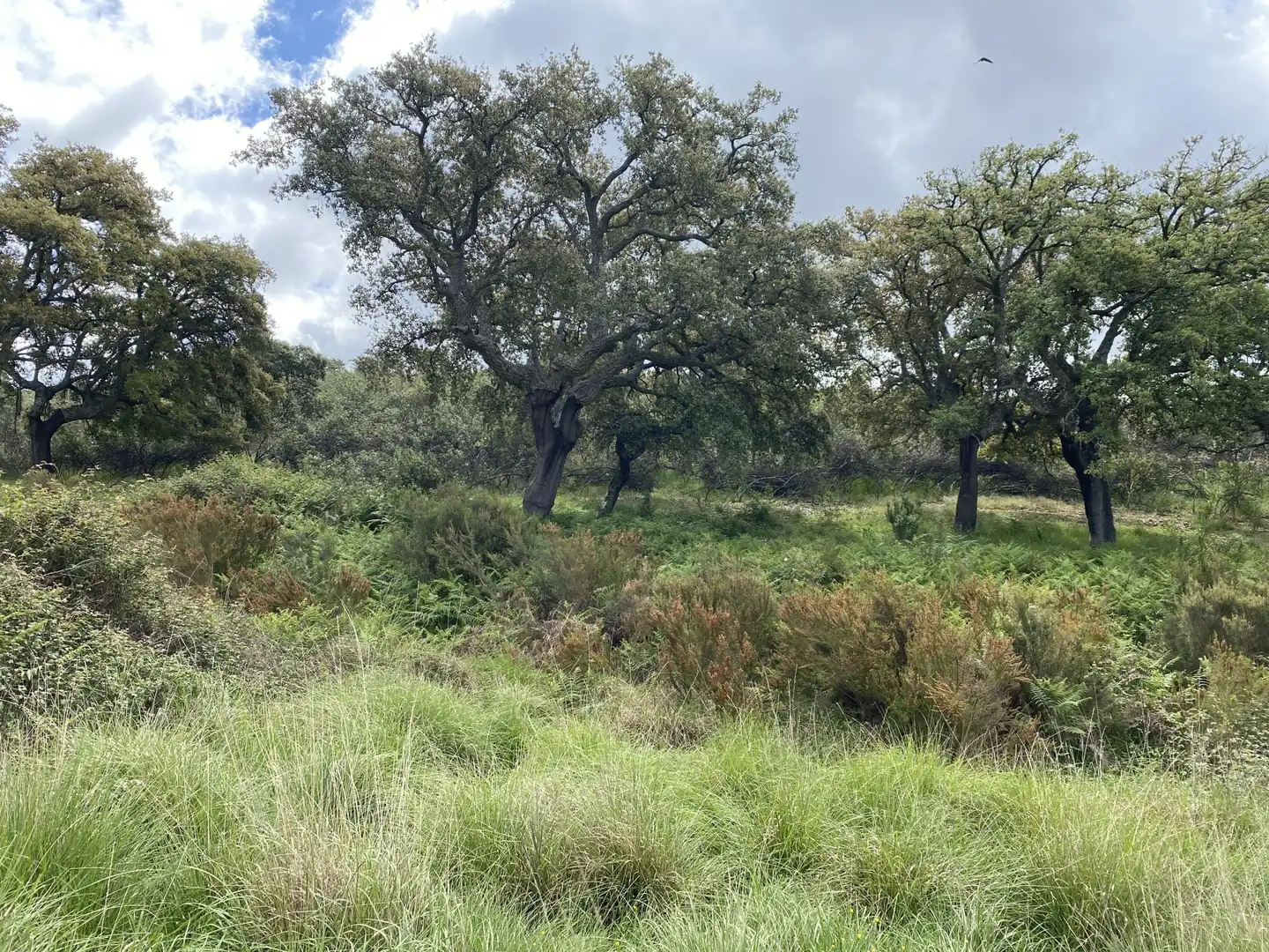 Terreno en venta en Deleitosa