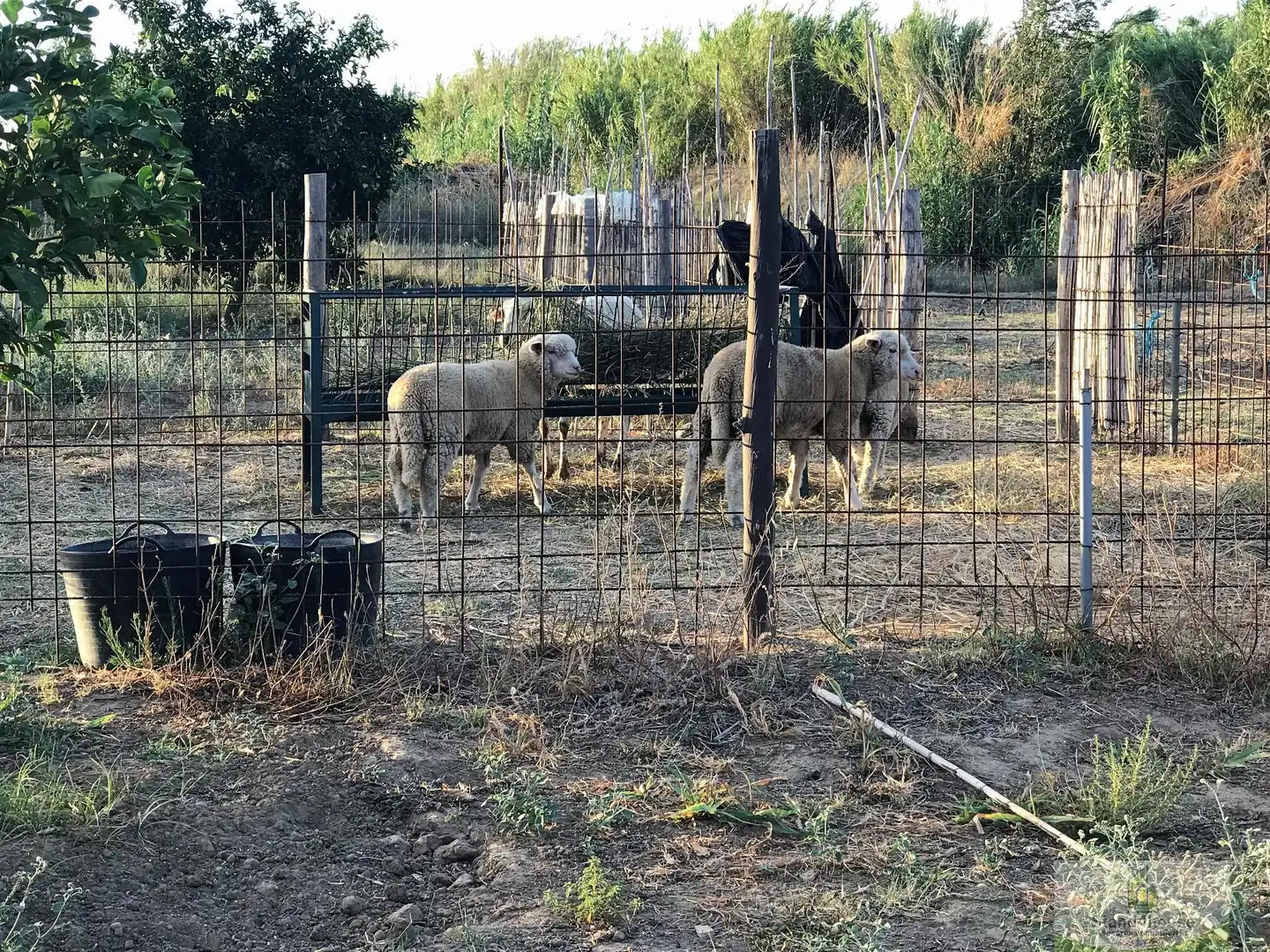 Vista exterior de Finca rústica en venta en Rociana del Condado
