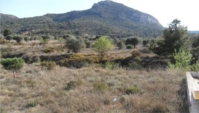 Terreno rústico en venta en Ptda Pinar, imagen 6