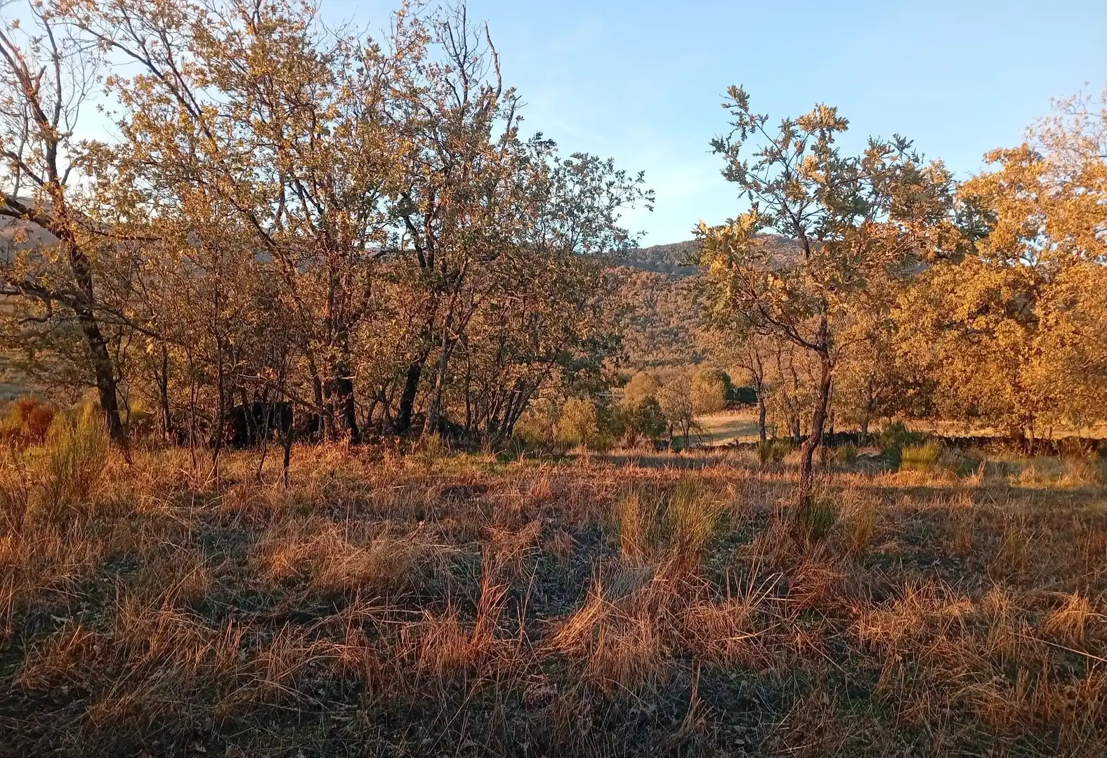 Terreni e lotti in vendita a Viandar de la Vera, imagen 2