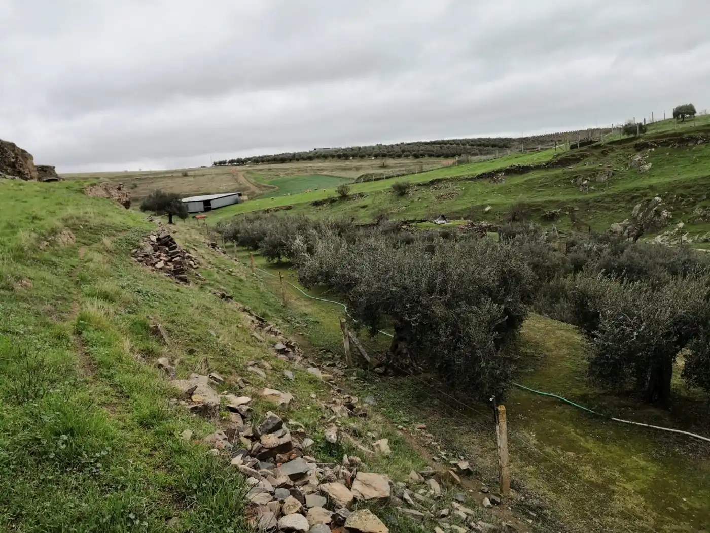 Finca rústica en venta en Belalcázar