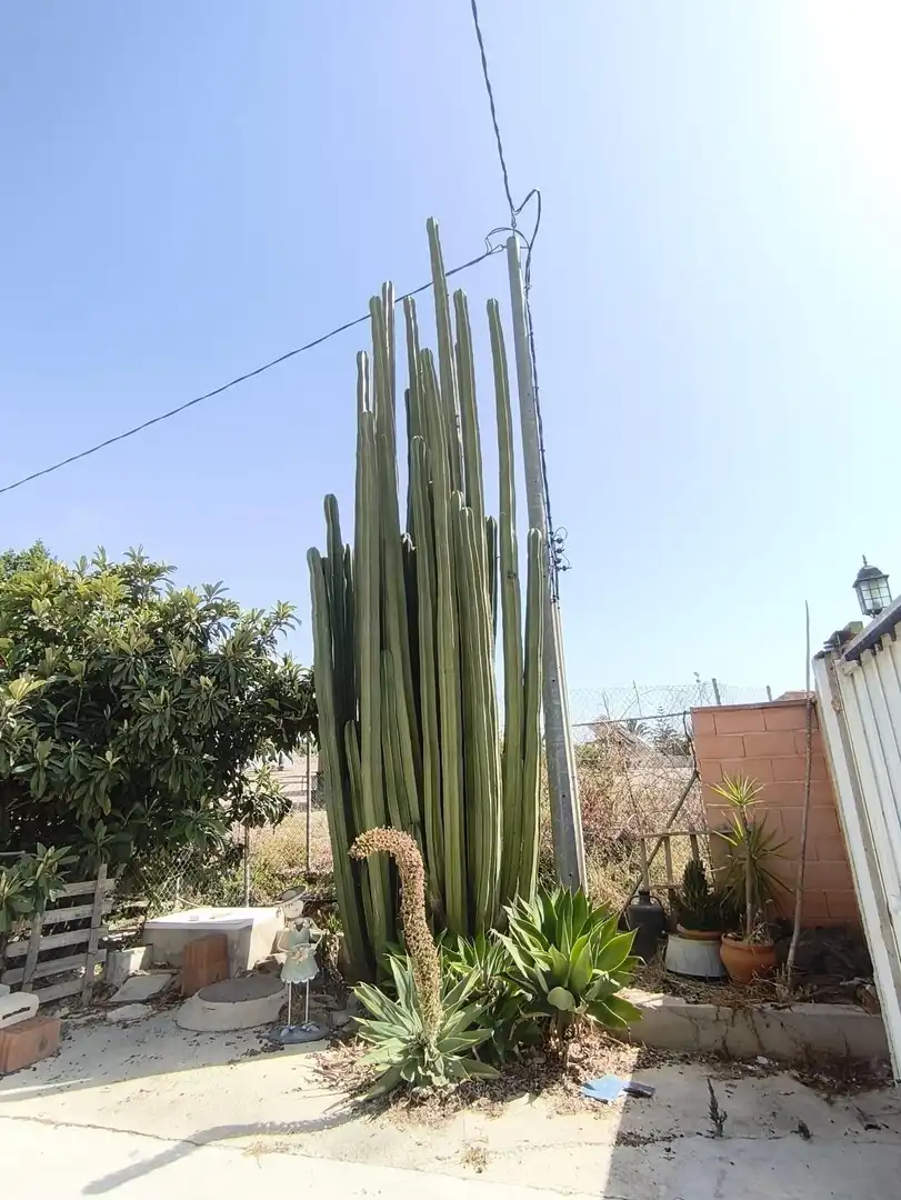 Garten von Haus oder Chalet zum Verkauf in Lorquí mit Klimaanlage, Heizung und Privatgarten