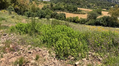 Finca en venta en Gaucin., imatge 3
