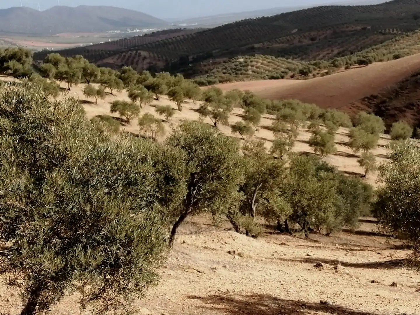 Terrains et parcelles à vendre à Campillos