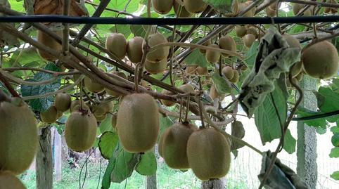 Photo 5 of Residential for sale in N/a, Cudillero, Asturias