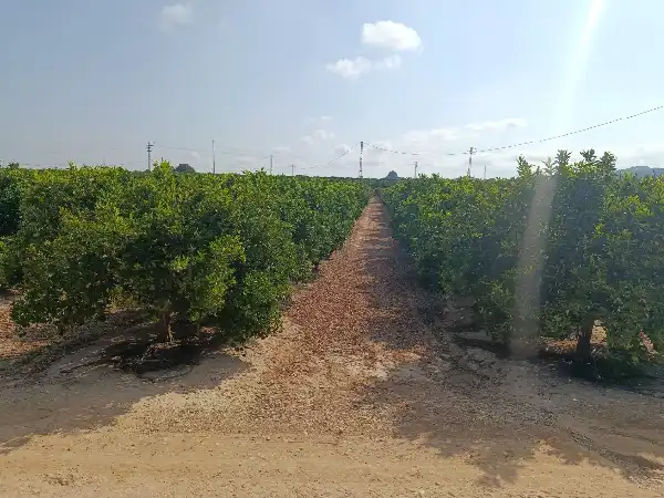 Rustikales Grundstück zum Verkauf in Jacarilla, imagen 2