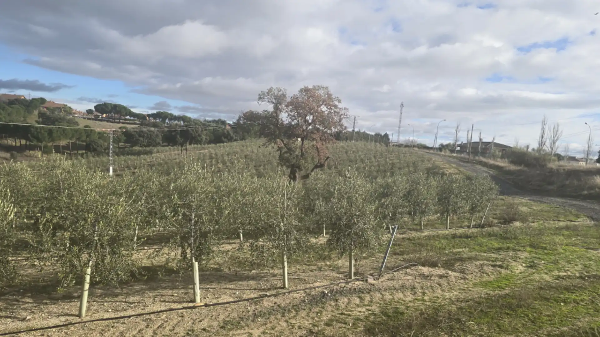 Rustikales Grundstück zum Verkauf in Méntrida, imagen 2