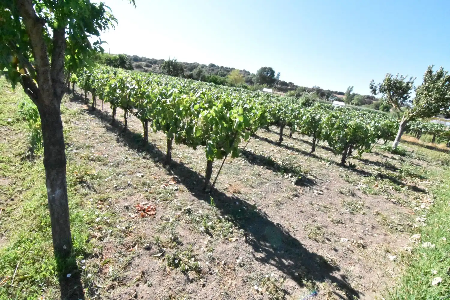 Finca rústica en venta en Ciudad Rodrigo