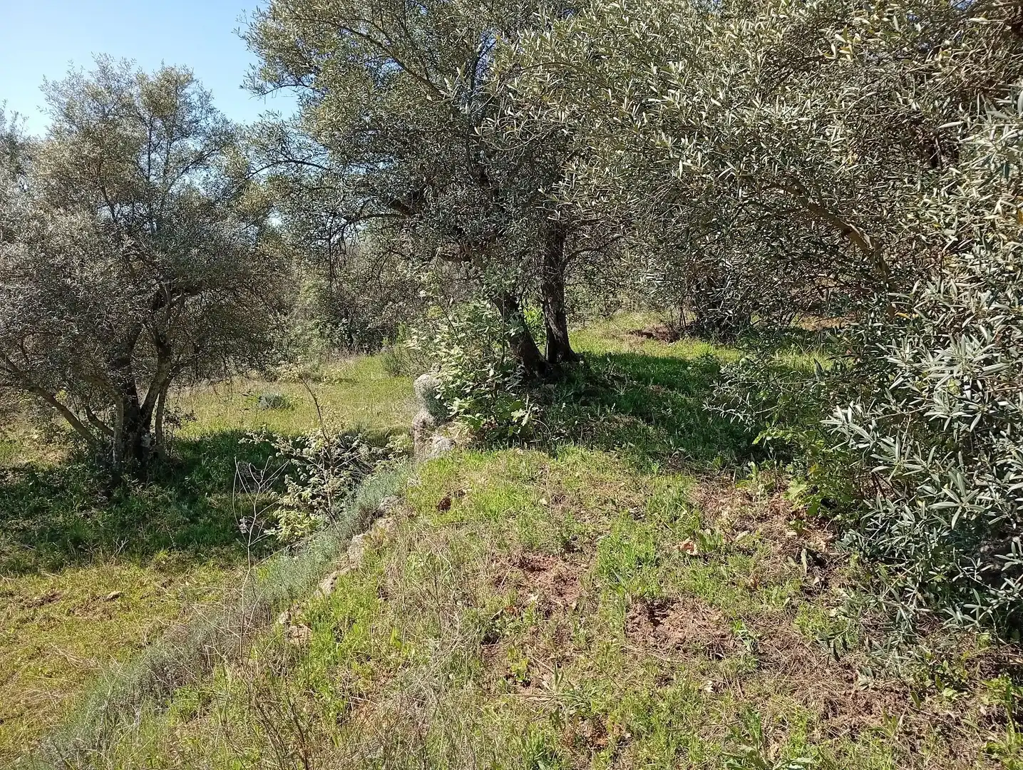 Terreni e lotti in vendita a Valverde de la Vera, imagen 53