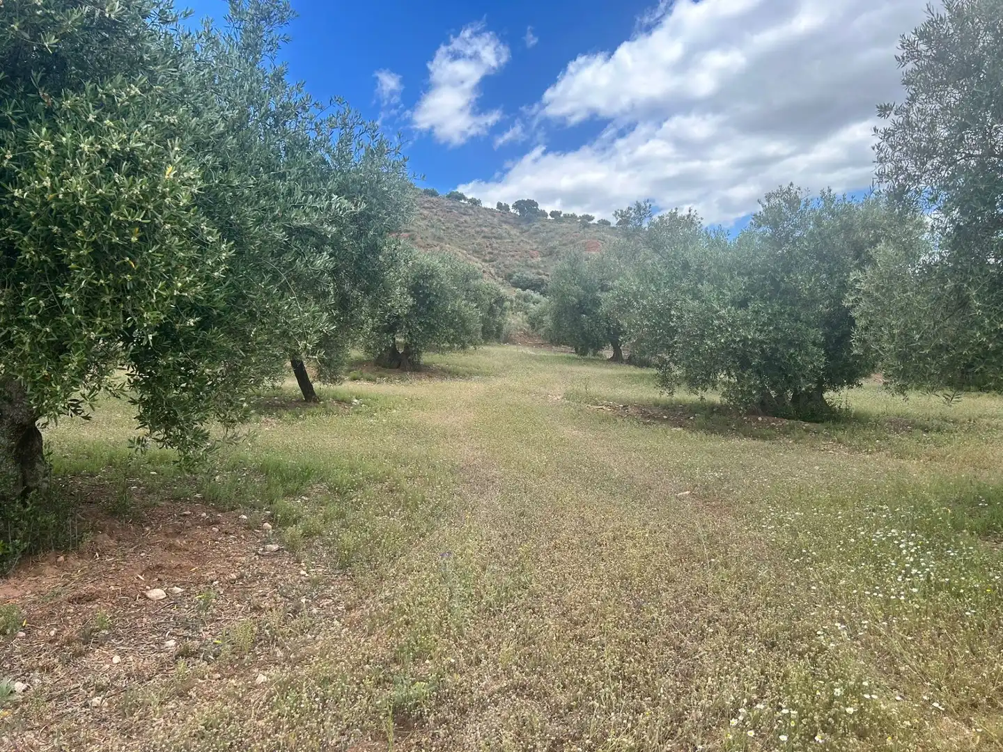 Terreno rustico in vendita a Calicasas, imagen 6