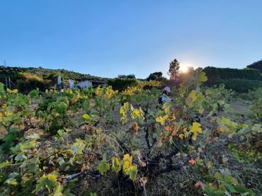 Terreno rustico in vendita a Malpartida de Plasencia