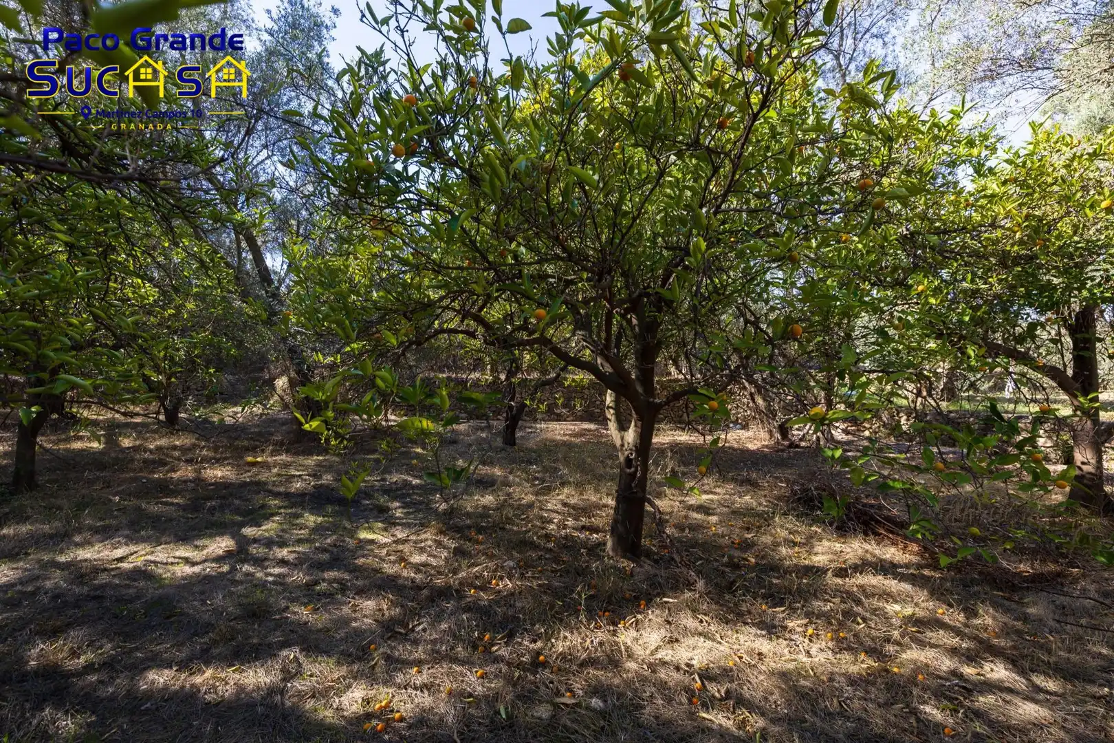 Terreno rustico in vendita a PINOS DEL VALLE, imagen 7