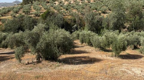 Finca de Olivar en Plena Producción, immagine 3