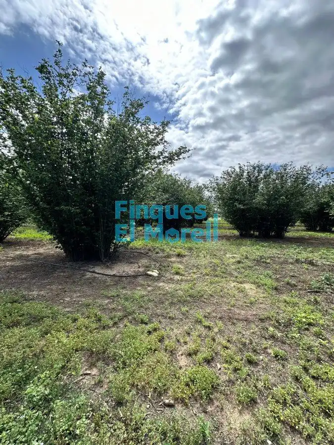 Finca rústica en venta en Vilallonga del Camp