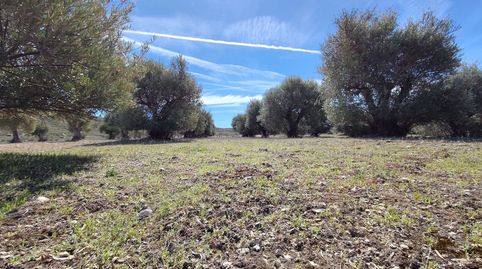 Foto 4 de Terreno en venta en Calle Poligono 3, 320p, Perales de Tajuña, Madrid