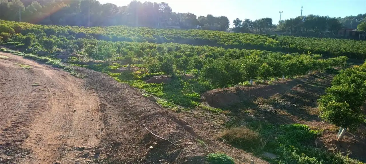 Land for sale in Torres Torres