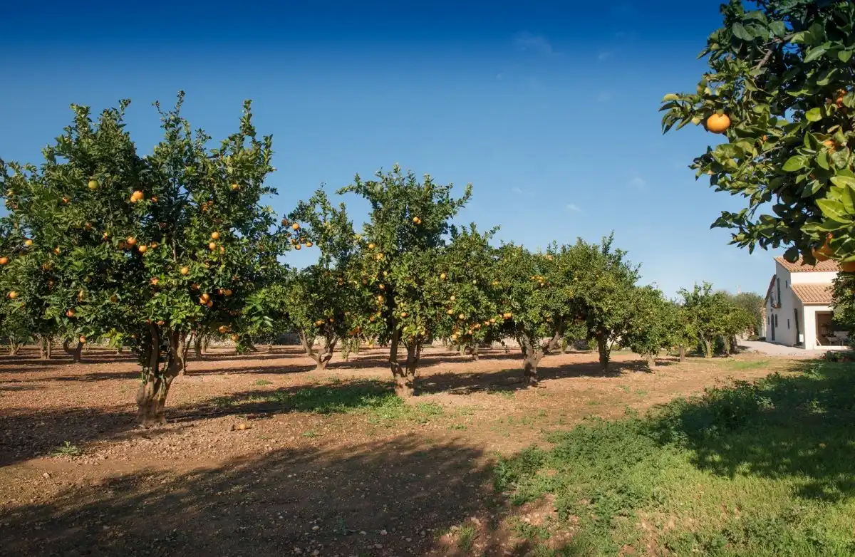Finca rústica en venda en Roda de Berà amb Aire condicionat, Calefacció i Jardí privat