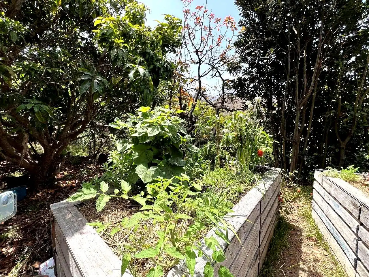 Jardín de Finca rústica en venta en Vallehermoso con Aire acondicionado, Calefacción y Jardín privado