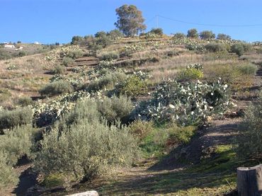 Casa en venda a Torrox Pueblo