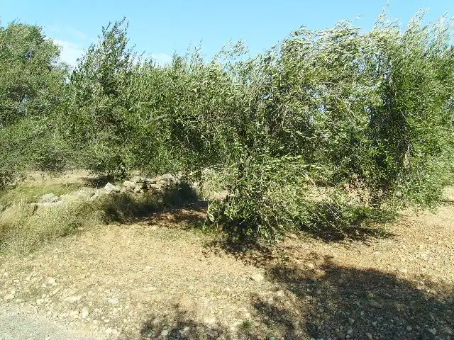 Land for sale in Vila-rodona